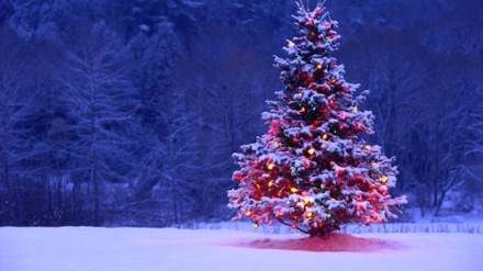 Israel tries to ban Christmas trees